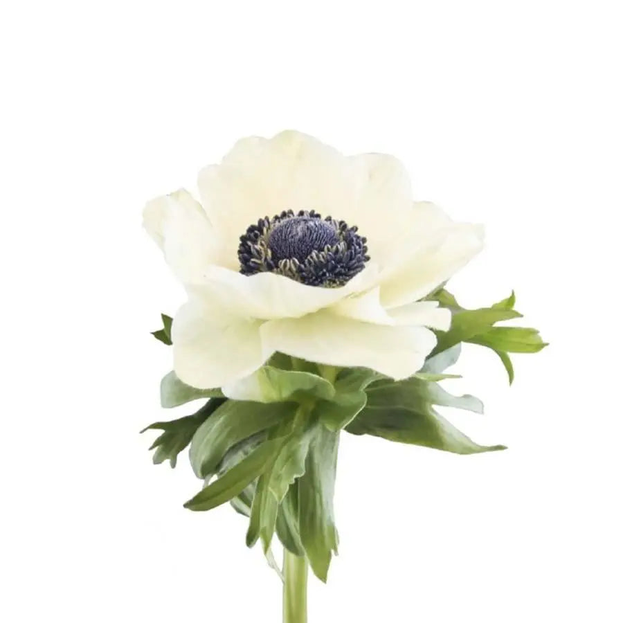 Anemone White Marianne Panda - PetalDriven