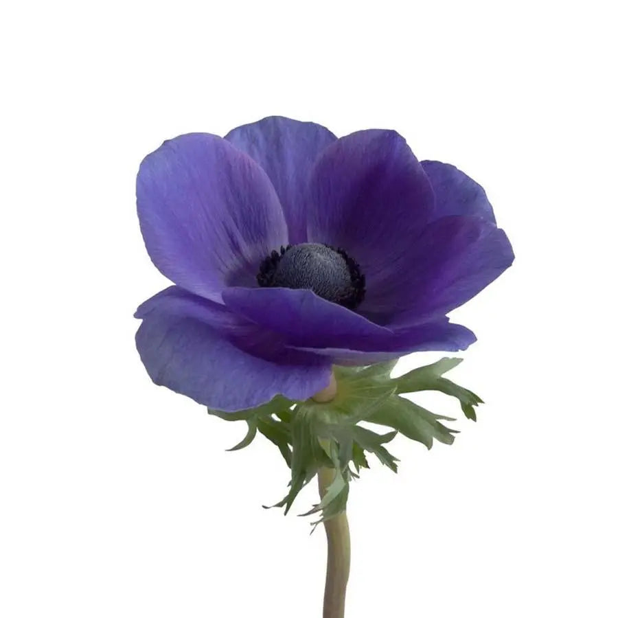Anemone Mistral Plus Blue - 50 Stem Bunch