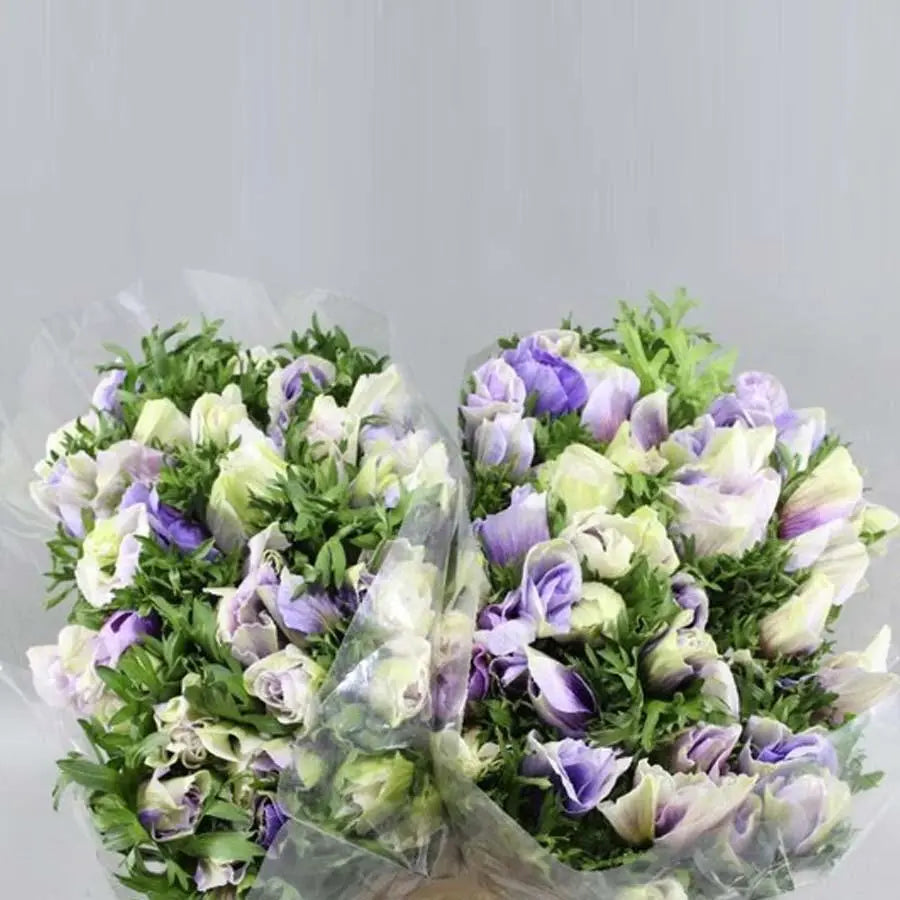 Anemone Mistral Plus Celeste - 50 Stem Bunch