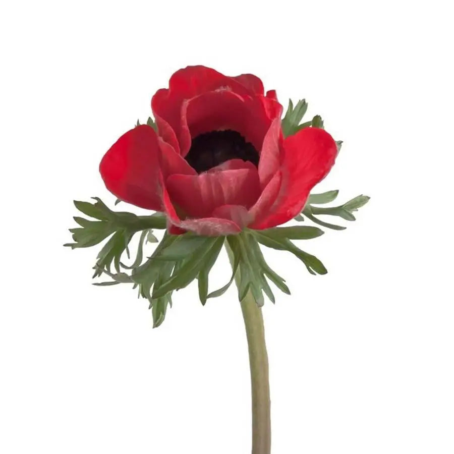 Anemone Mistral Plus Red - 50 Stem Bunch