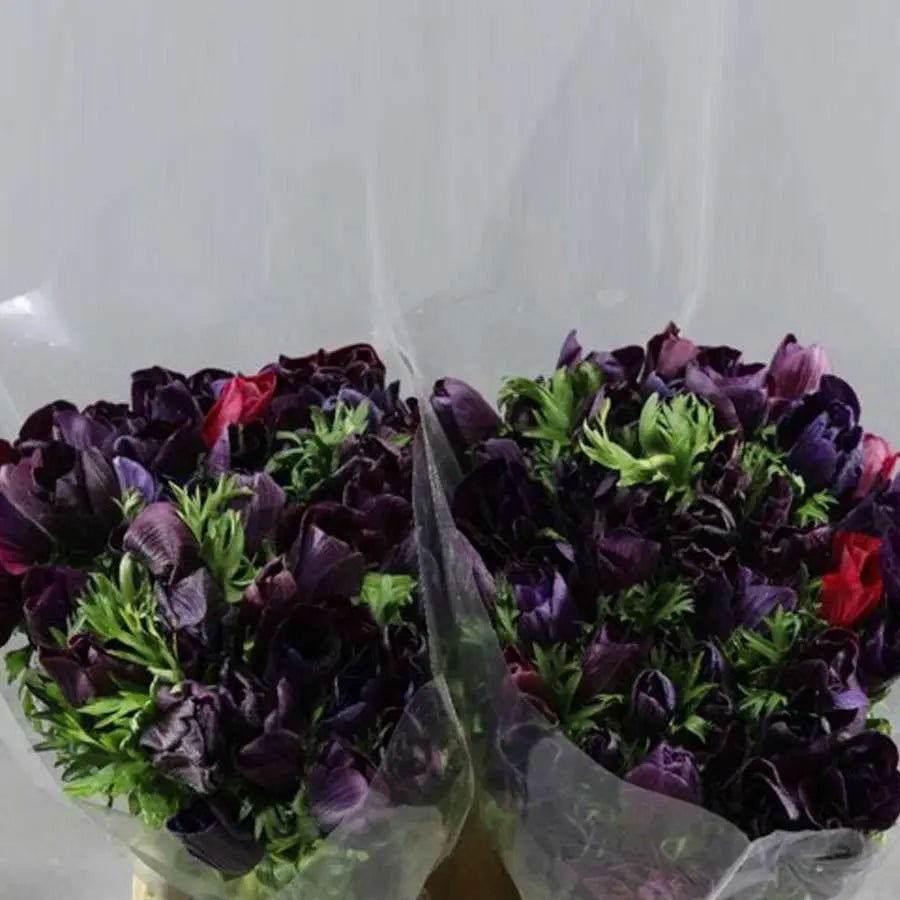 Anemone Mistral Plus Violet - 50 Stem Bunch