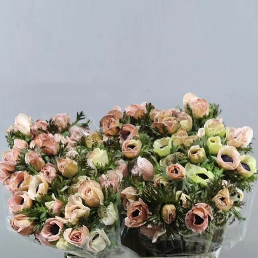 Anemone Painted Brownies - 50 Stem Bunch