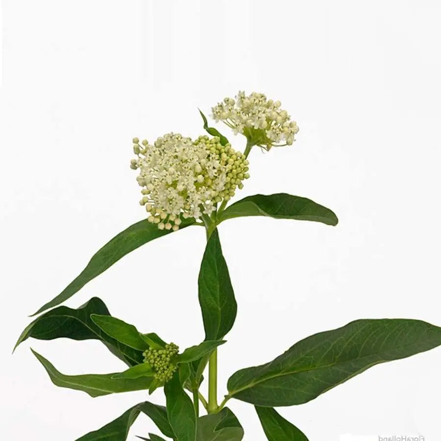 Asclepias Ice Ballet - 20 Stem Bunch