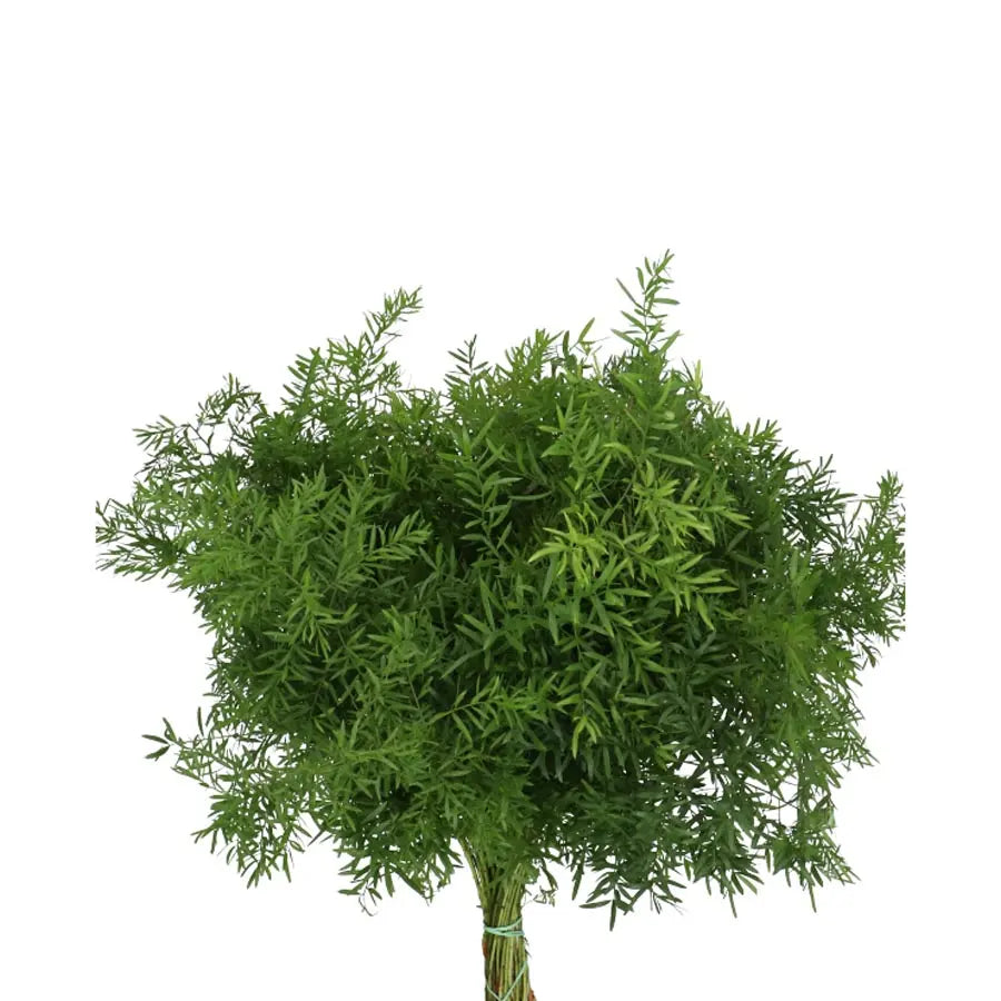 Asparagus Densiflorus Cwebe - 50 Stem Bunch, image size:900x900