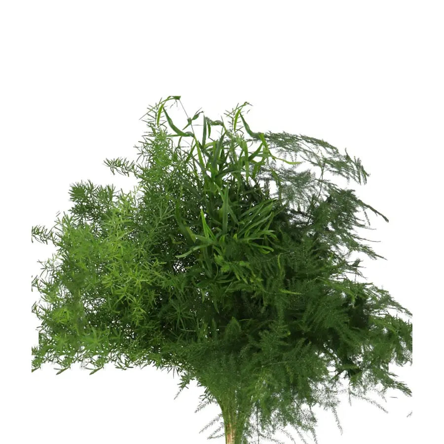 Asparagus Mixed - 50 Stem Bunch