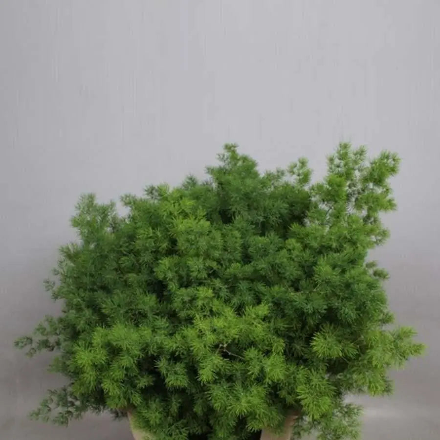 succulent asparagus Ming Fern (Asparagus Umbellatus)