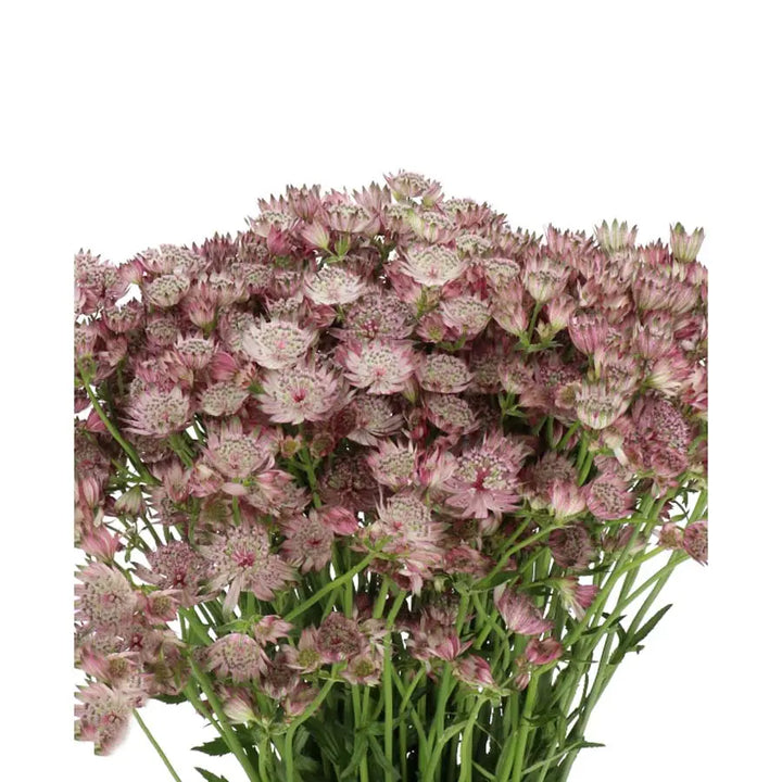 Astrantia Star Of Africa Holex Dutch