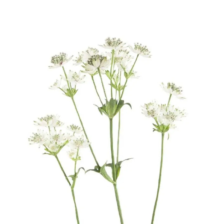 Astrantia Million Star - 50 Stem Bunch