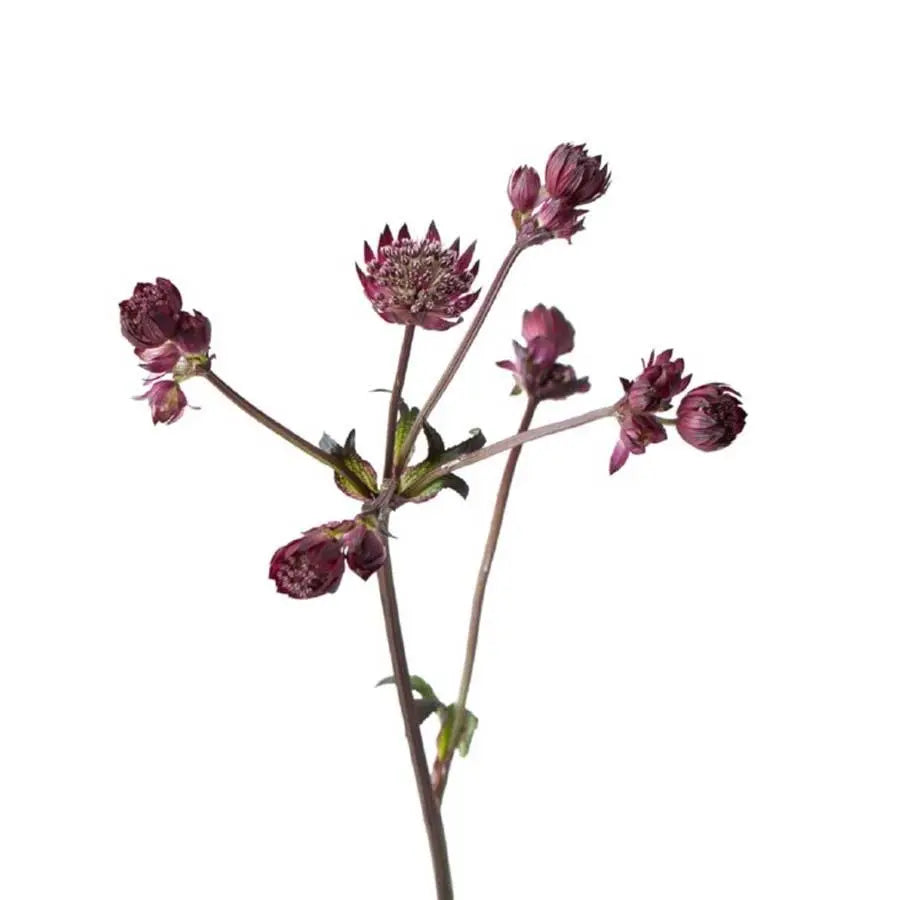 Astrantia Star Of Love -  50 Stem Bunch