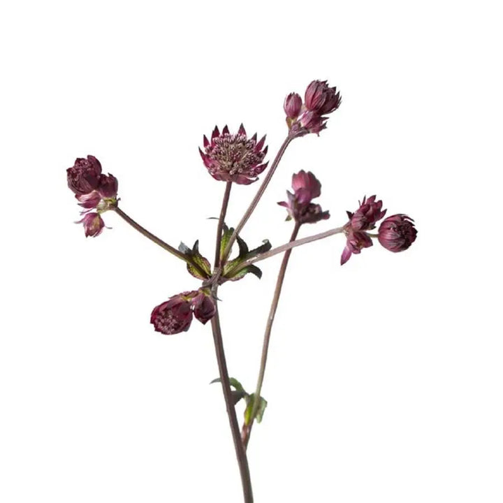 Astrantia Star Of Love -  50 Stem Bunch