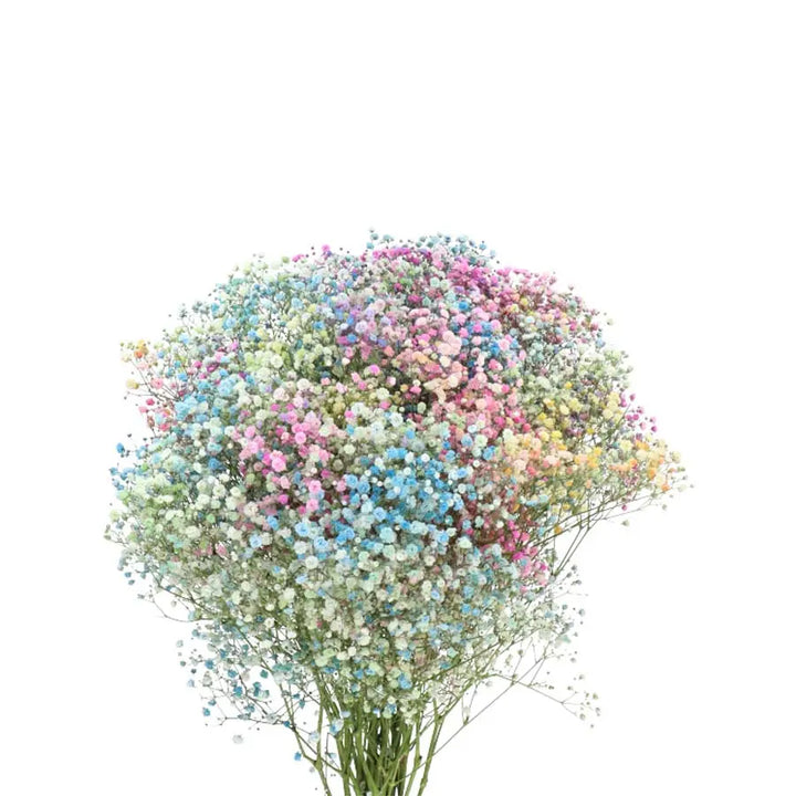 Baby's Breath Million Stars Painted Rainbow Holex Dutch