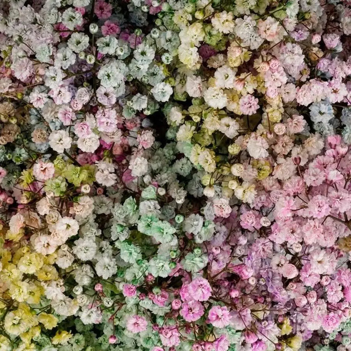 Baby's Breath Million Star Painted Rainbow - 25 Stem Bunch