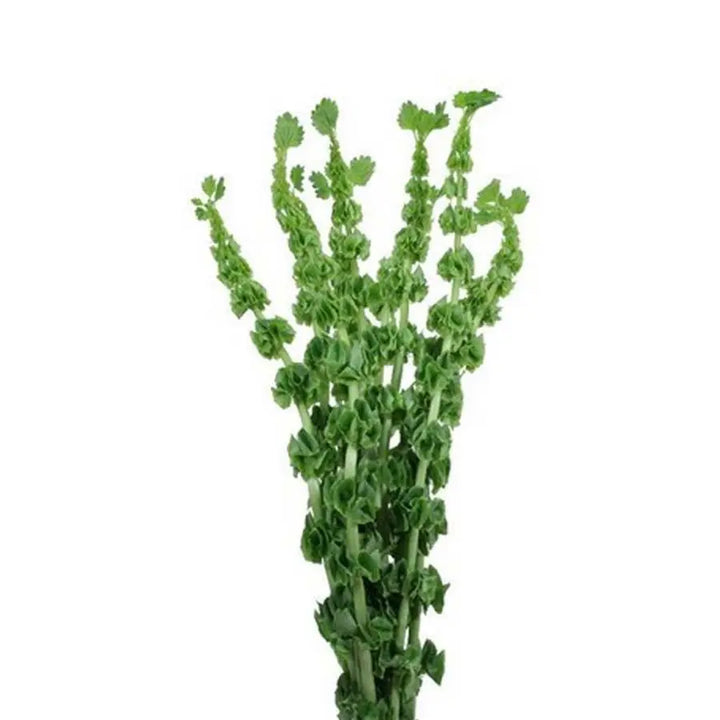 Bells of Ireland - 10 Stem Bunch