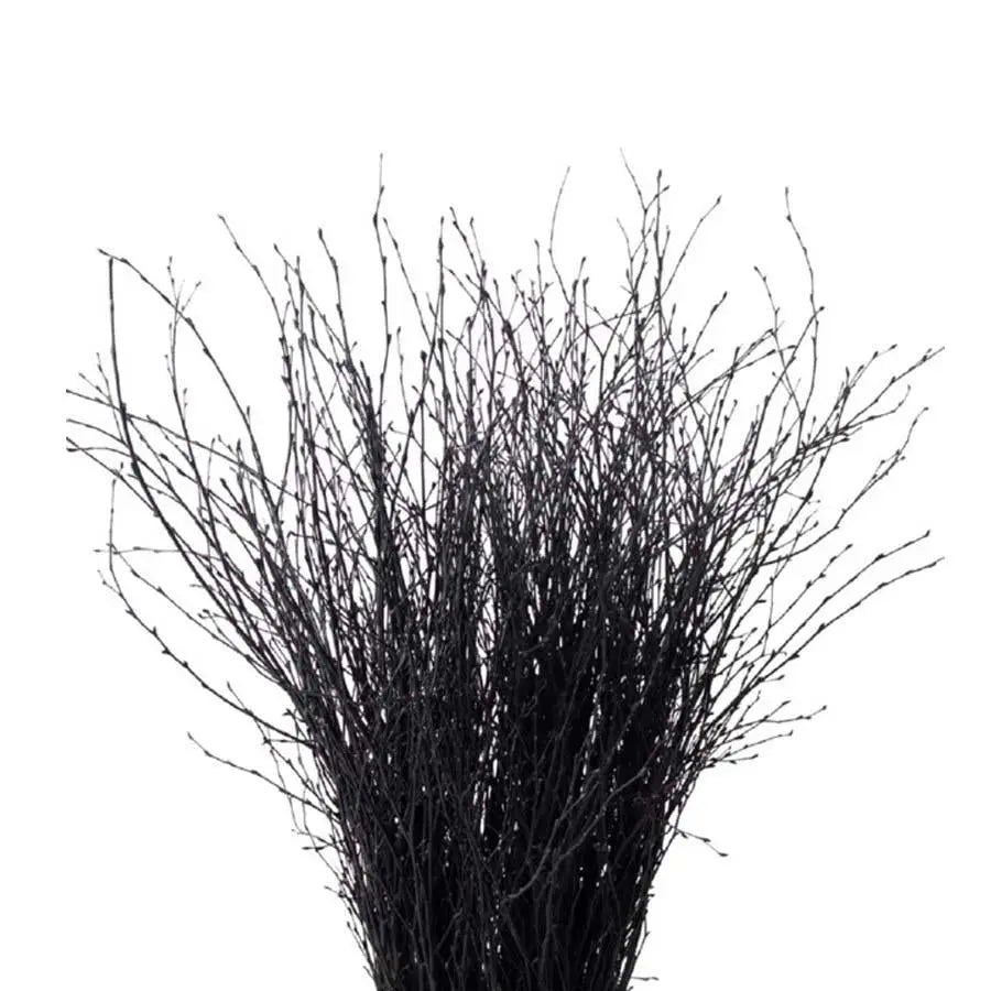 Betula Pendula Black - 10 Bunches