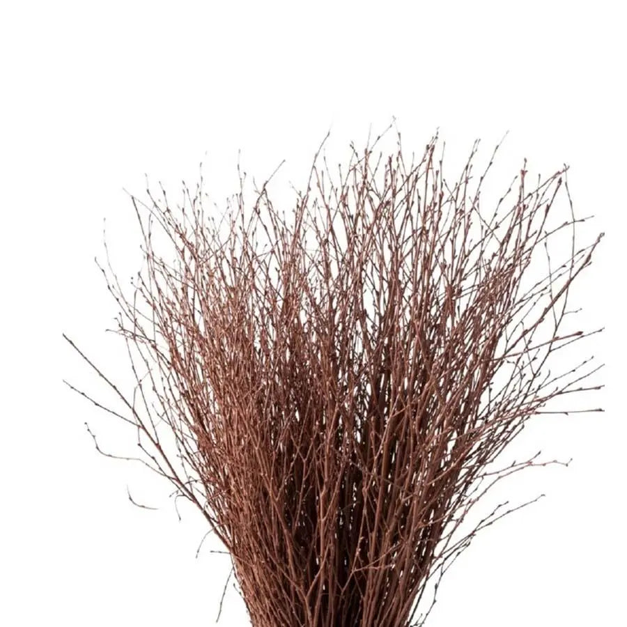 Betula Pendula Brown - 10 Bunches