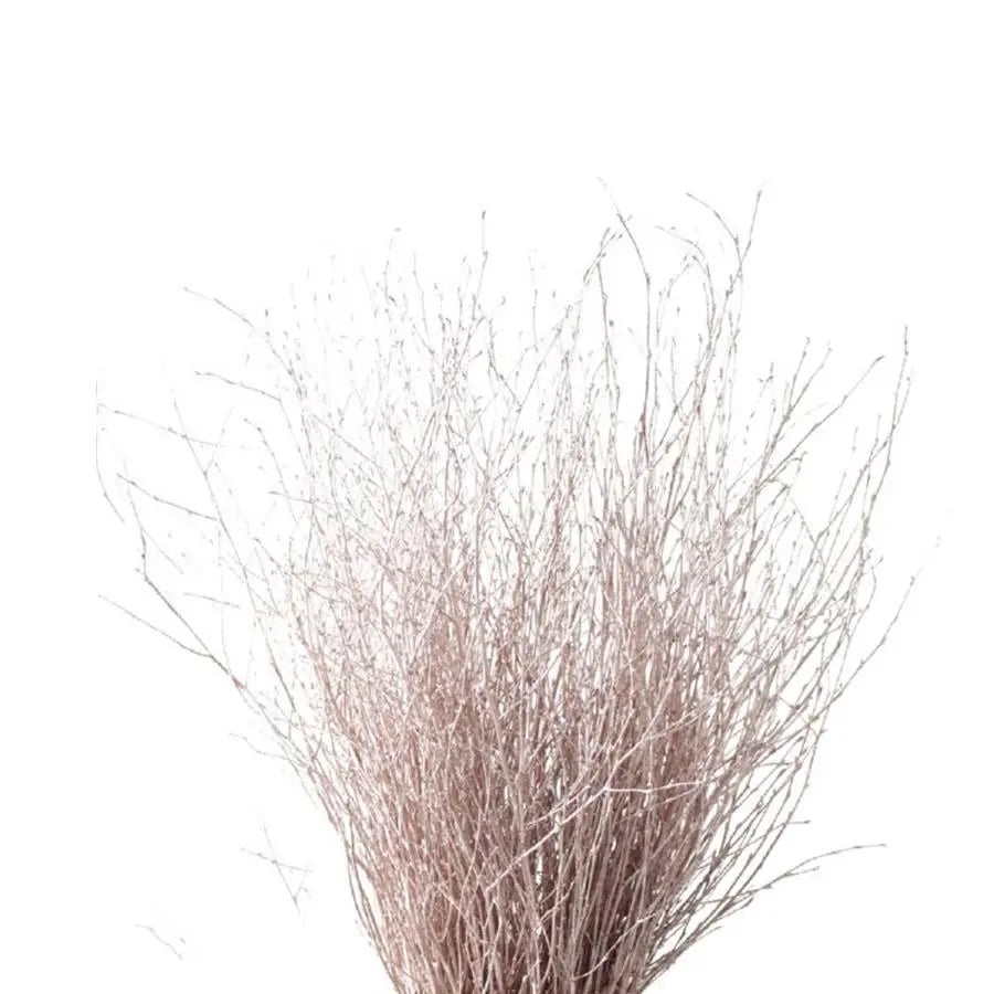 Betula Pendula Champagne - 10 Bunches