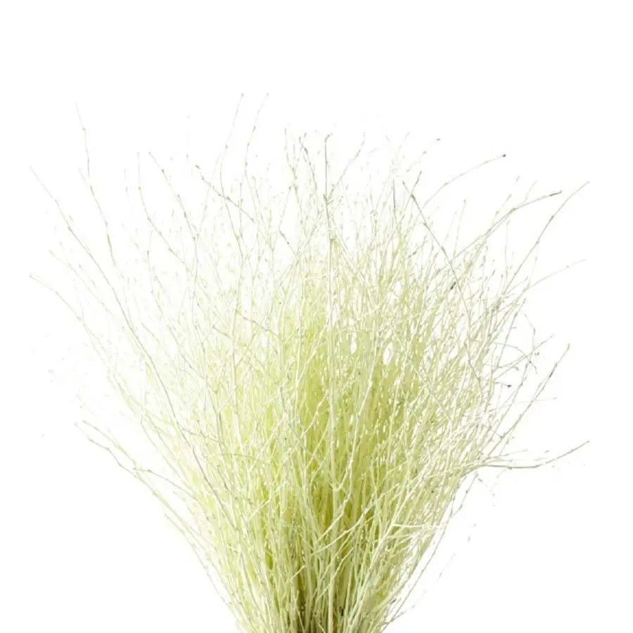 Betula Pendula Cream - 10 Bunches