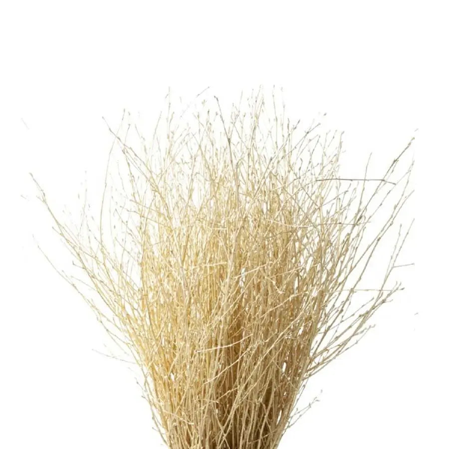 Betula Pendula Gold - 10 Bunches