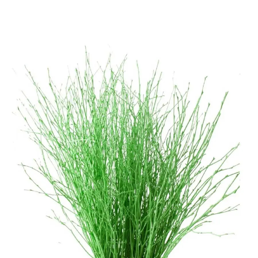 Betula Pendula Green - 10 Bunches