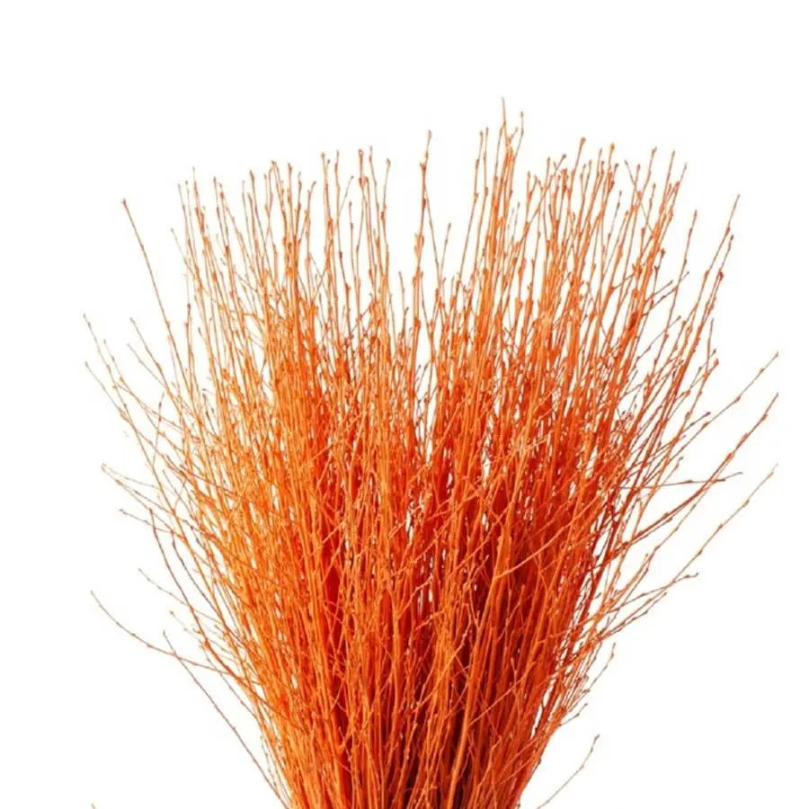 Betula Pendula Orange - 10 Bunches