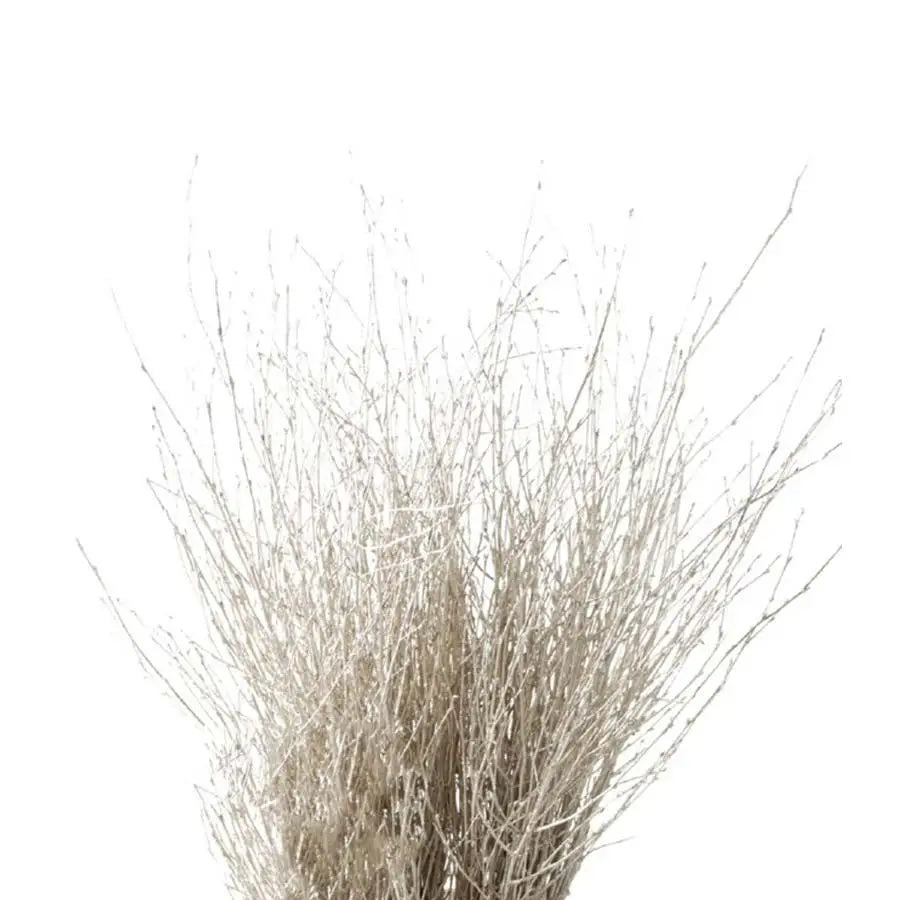 Betula Pendula Platinum - 10 Bunches