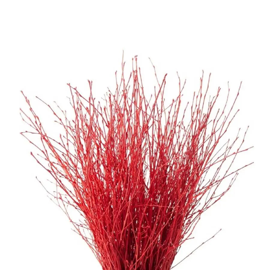 Betula Pendula Red - 10 Bunches