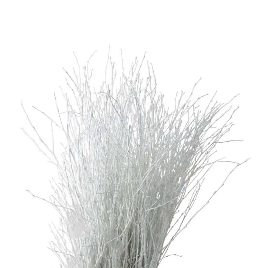 Betula Pendula White - 10 Bunches