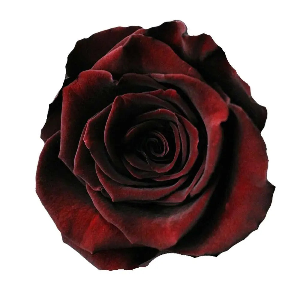 black baccara roses