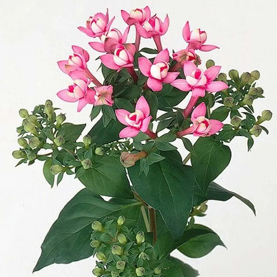 Bouvardia Diamond Dark Pink - 10 Stem Bunch