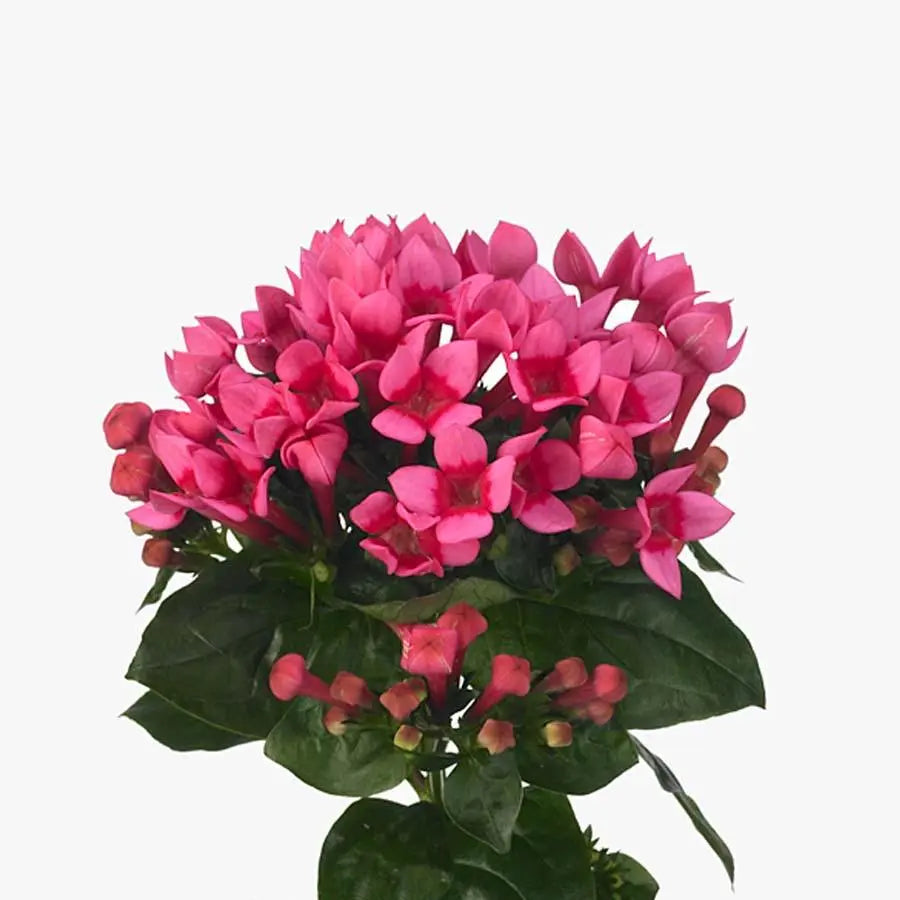 Bouvardia Royal Roza - 10 Stem Bunch