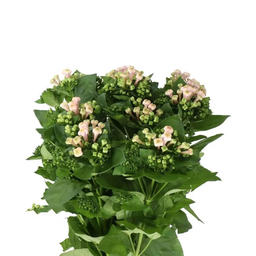 Bouvardia Roza Pink - 20 Stem Bunch Holex Dutch