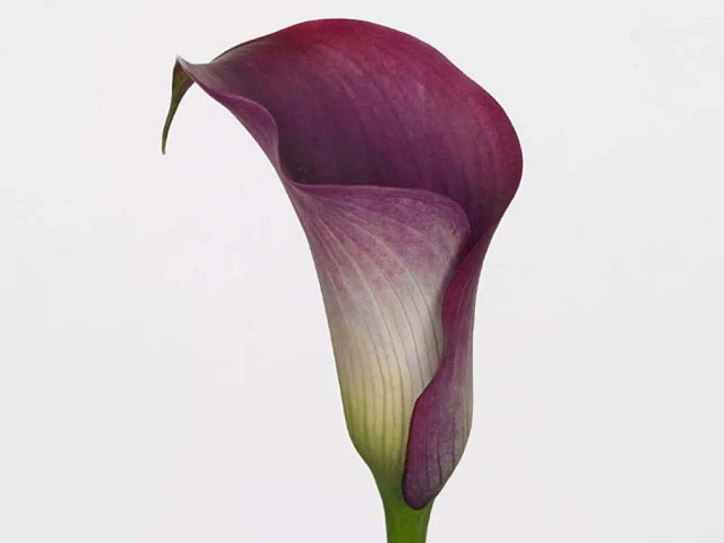 burgundy calla lily plant Calla Captain Promise