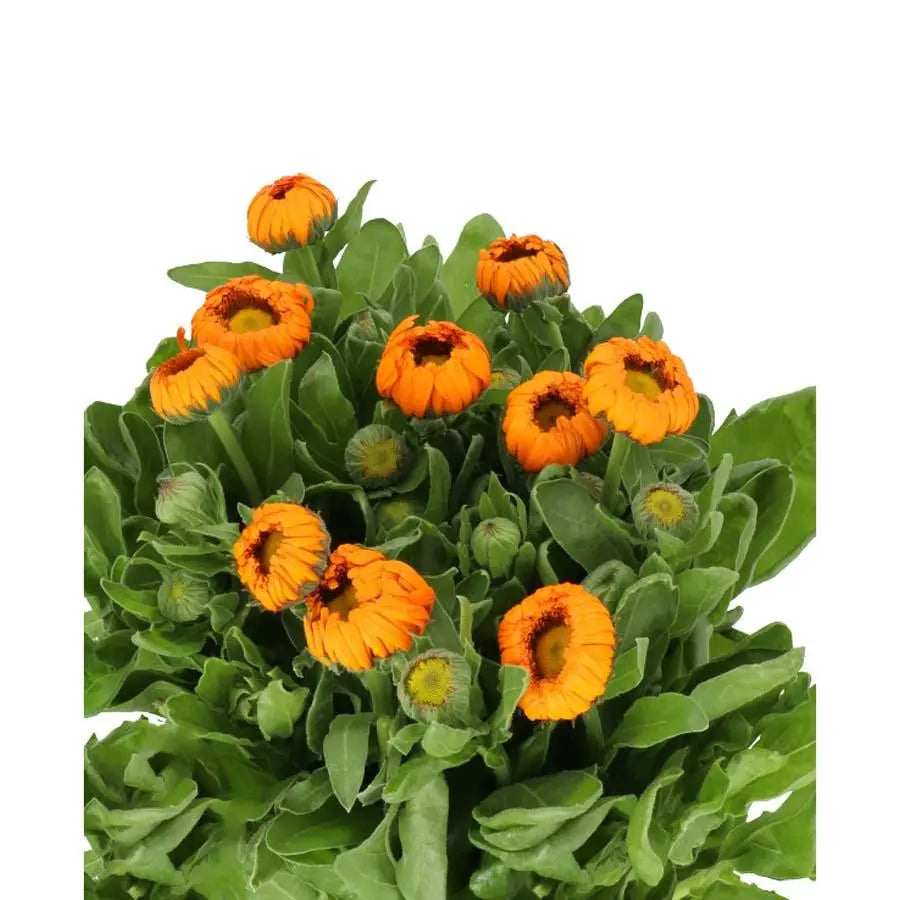 calendula succulent Calendula Orange