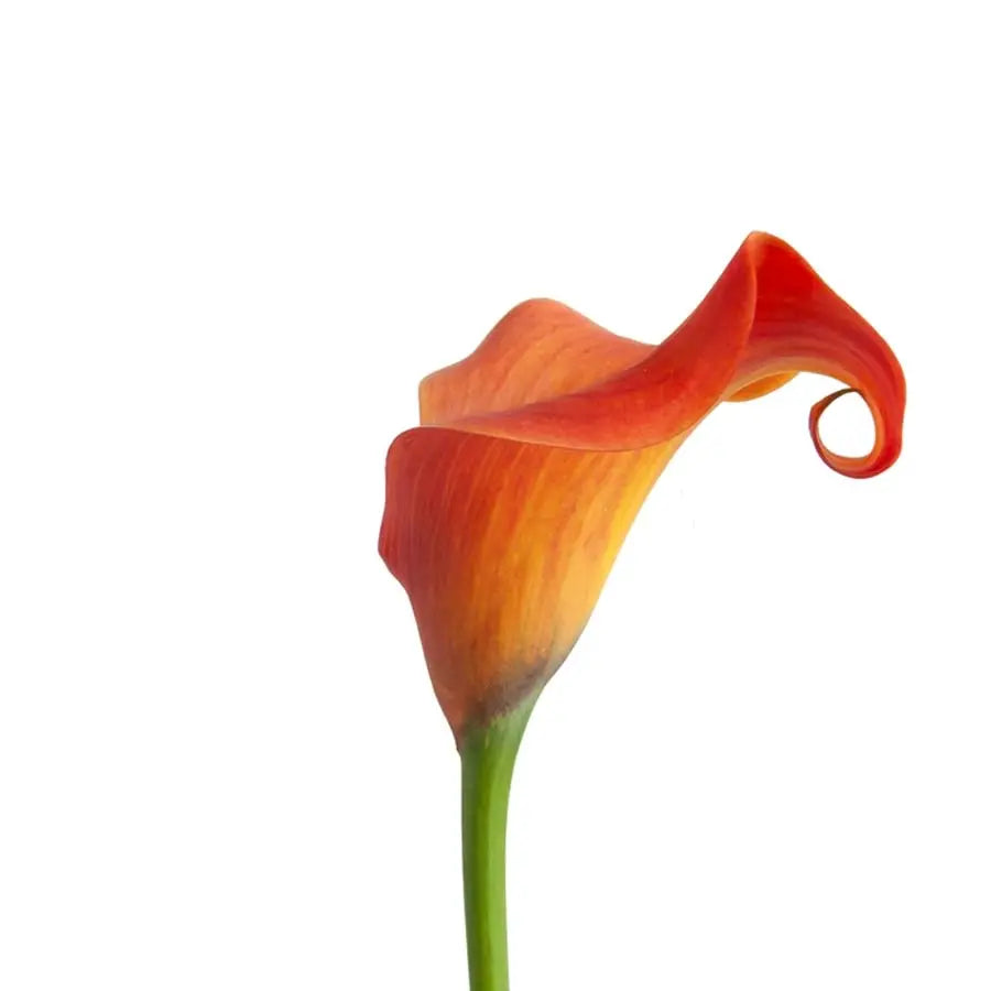 Calla Lily Callista Holex Dutch