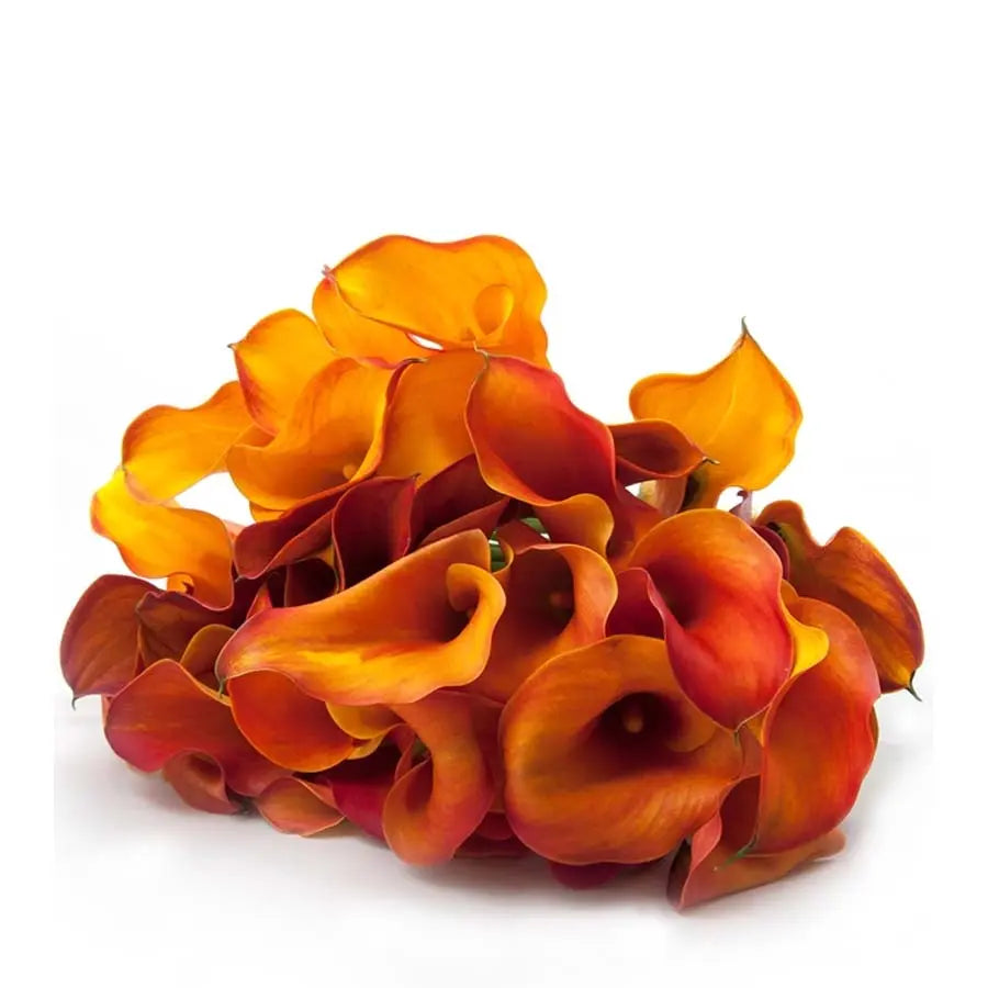 Calla Lily Assorted Orange Colors - 80 Stem Pack Holex Dutch