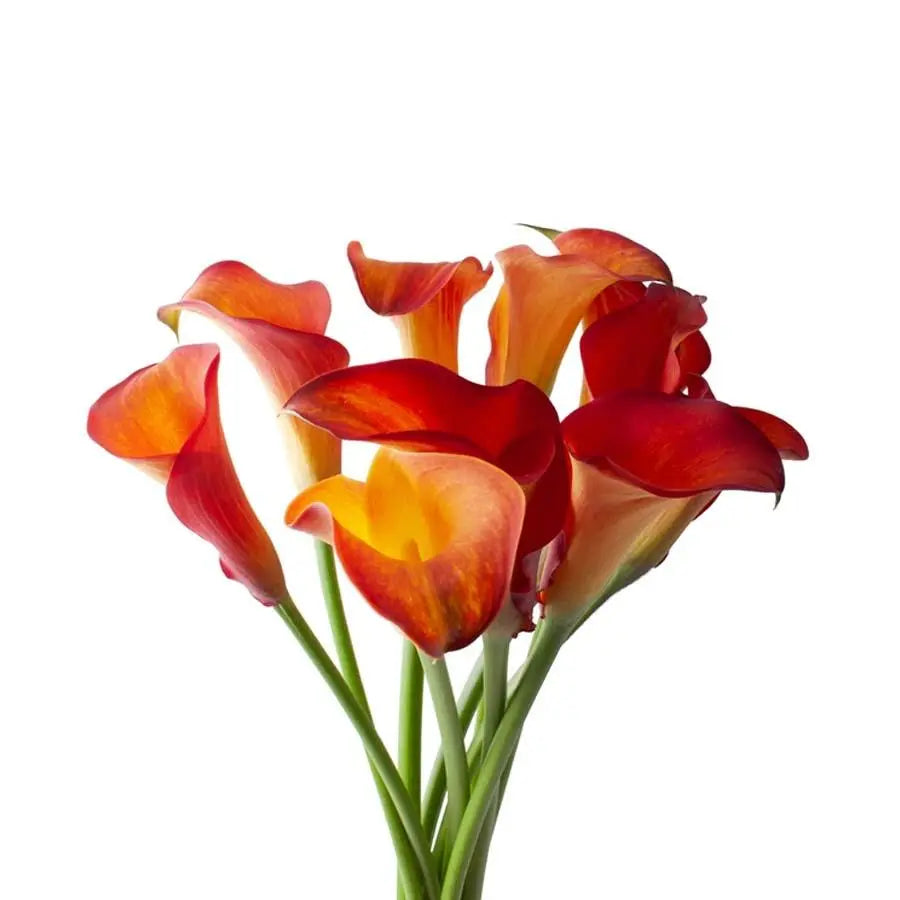 Calla Lily Captain Trinity - 10 Stem Bunch