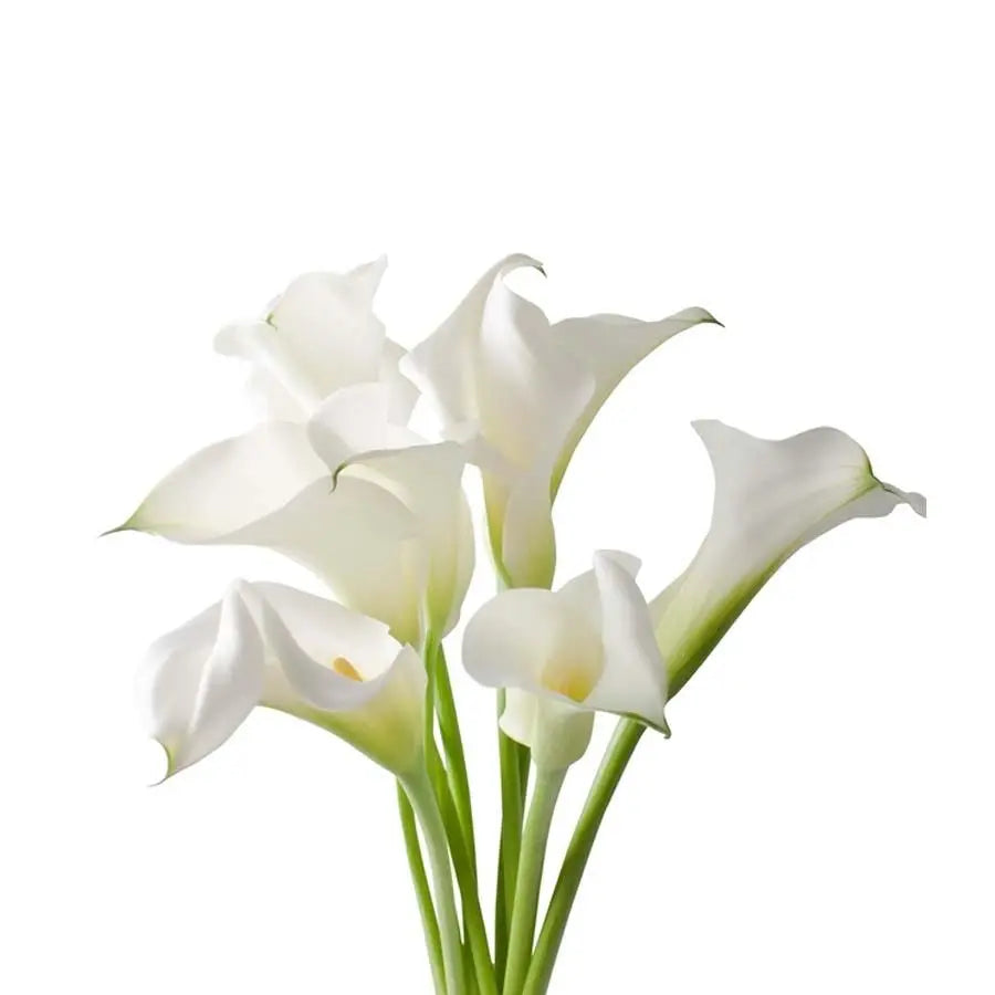 white mini calla lilies Calla Lily Captain Ventura