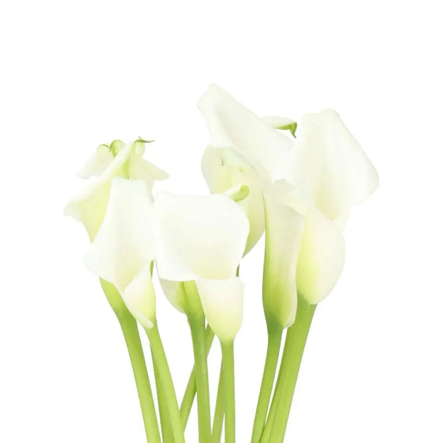 Calla Lily Crystal White - 10 Stem Bunch