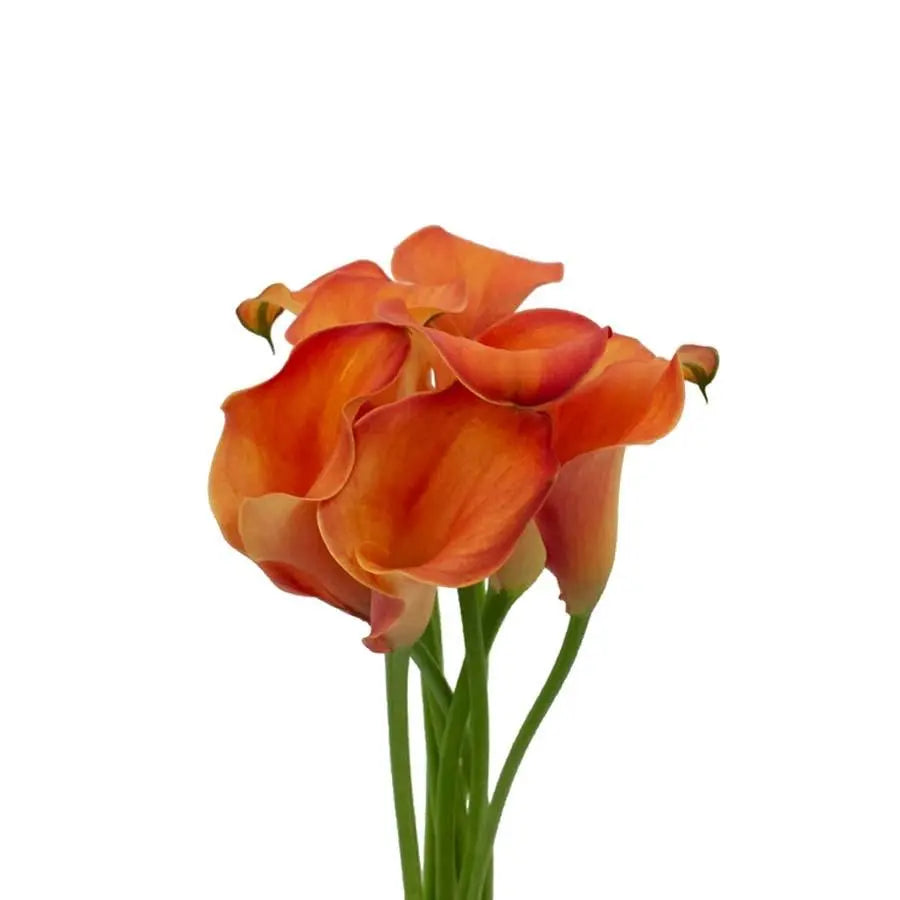 Calla Lily Captain Odeon - 10 Stem Bunch