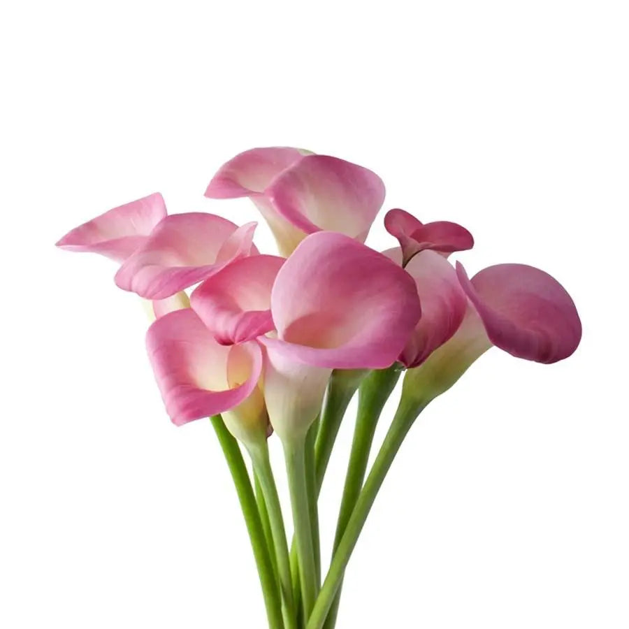 Calla Lily Cherry Kiss - 10 Stem Bunch