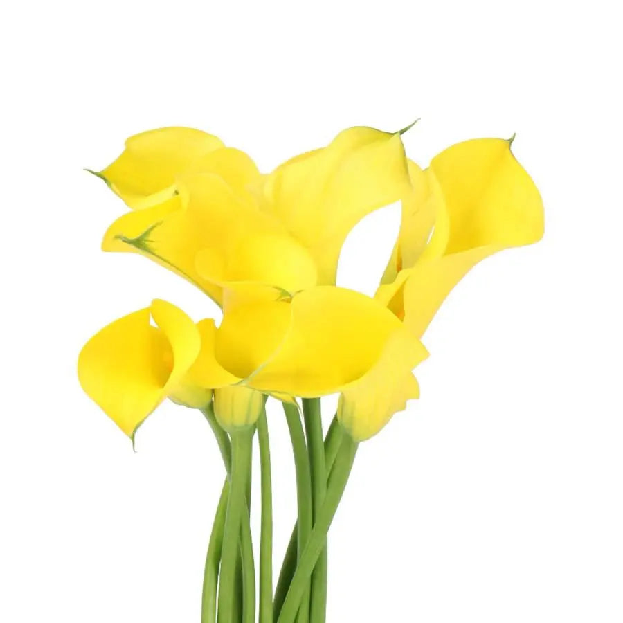 Calla Lily Gold Medal - 10 Stem Bunch