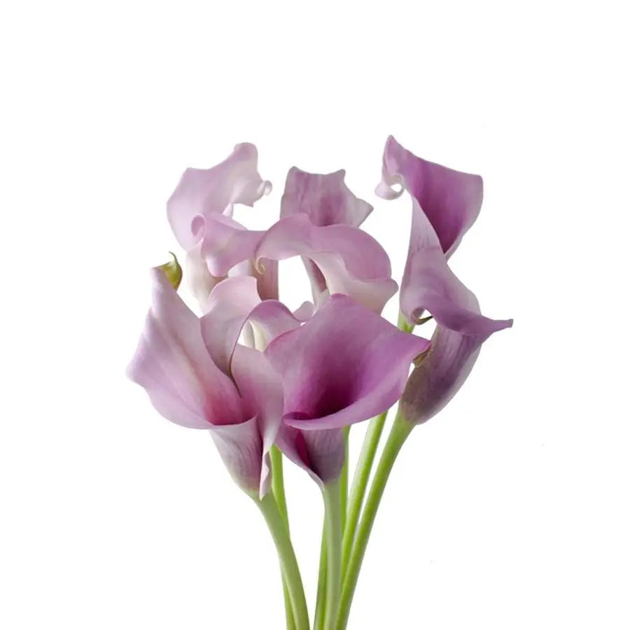 white purple calla lilies Mini Calla Lily Paco 20 Stem Bunch