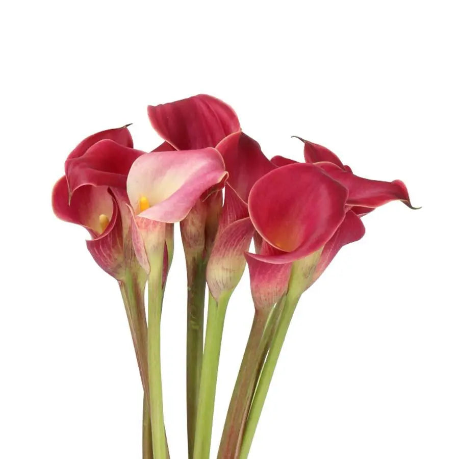 red calla lily flower Calla Lily Red Charm - 20 Stem Bunch