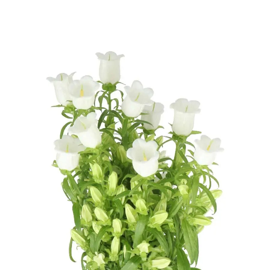 Campanula Medium Champion White - 20 Stem Bunch Holex Dutch