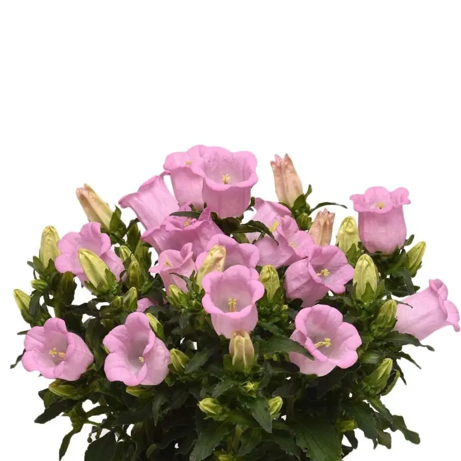 Campanula Medium Pink - 20 Stem Bunch Holex Dutch