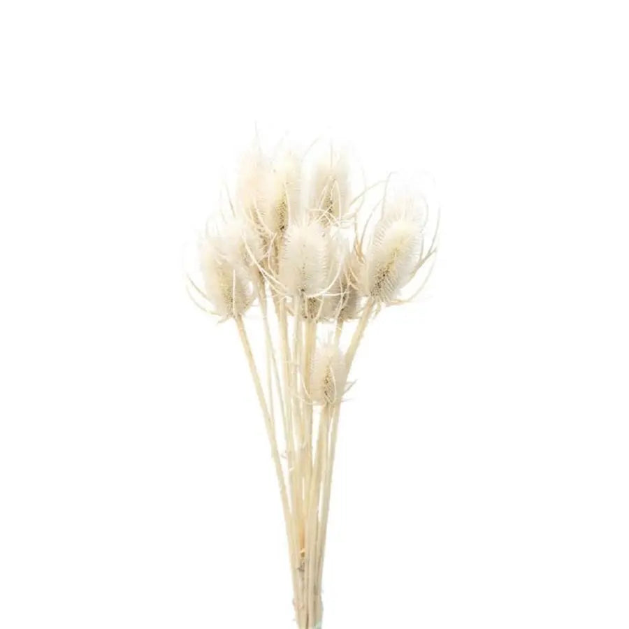 Dried Cardo Palustre Bleached Jumbo - 30 Stem Box