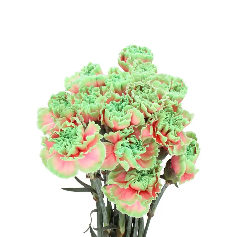 Carnation Painted Bubblicious - 40 Stem Bunch Holex Dutch