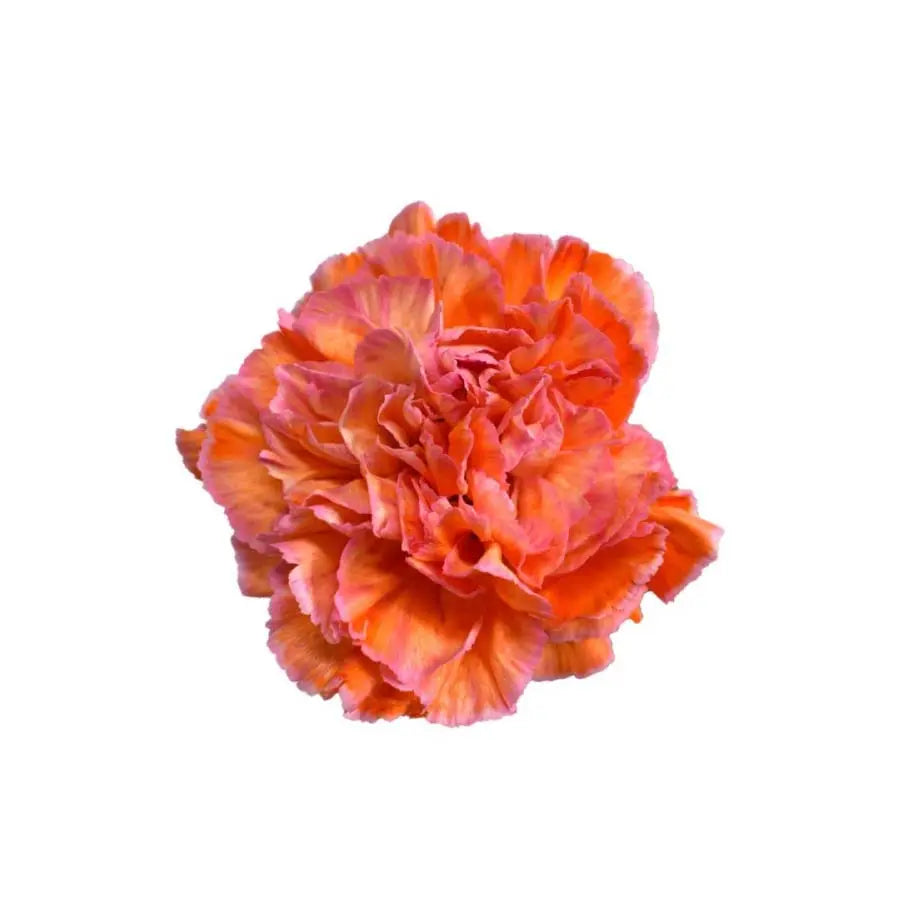 Carnation Minami Orange Select - 200 Stem Box Holex USA