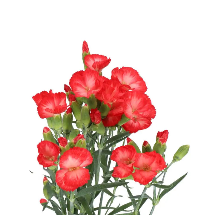 Carnation Spray Solomio Clif - 60 Stem Bunch Holex Dutch