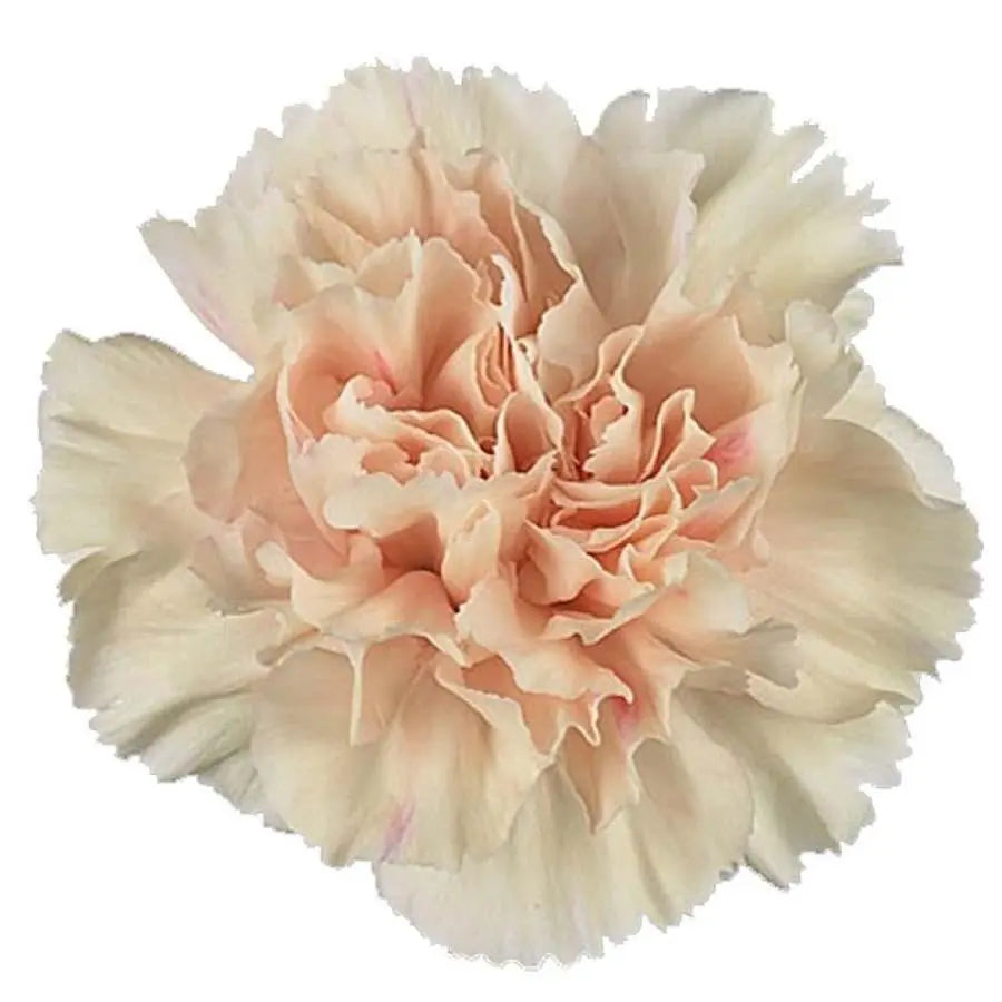 Carnation Apple Tea - 20 Stem Bunch